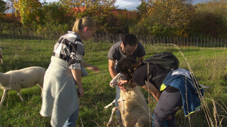 Drei menschen kraulen ein Schaf auf einer Weide. 