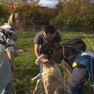 Drei menschen kraulen ein Schaf auf einer Weide. 