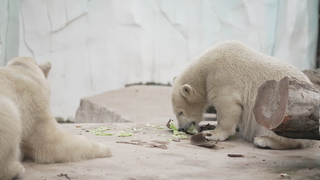 Zwei Eisbären sitzen auf einem Felsen im Zoo. Der rechte Eisbär isst ein Salatblatt.