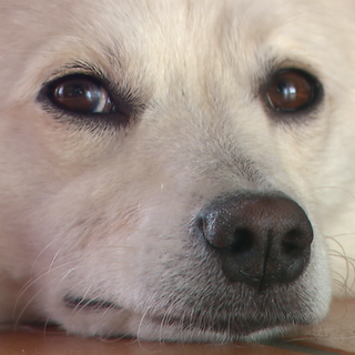 Ein weißer Mittelspitz schaut in die Kamera