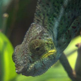 Ein Chamäleon klammert sich an einem Ast fest