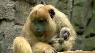 Familienzuwachs bei den Brüllaffen