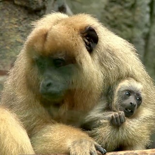 Familienzuwachs bei den Brüllaffen