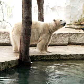 Eisbär Mika ins einem Gehege im Karlsruher Zoo