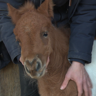 Unerwarteter Fohlen-Nachwuchs auf dem Sonnenhof in Remseck.
