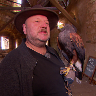 Wüstenbussard Luie als neuer Burgherr.