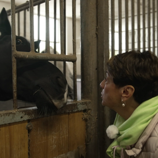 Sonja auf Pferde-Suche in Leonberg.