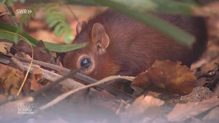 Wilhelmas Rüsselhündchen bekommt Gesellschaft
