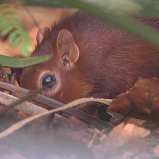 Wilhelmas Rüsselhündchen bekommt Gesellschaft