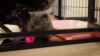 Babykatzen beim essen und Spielen.