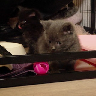 Babykatzen beim essen und Spielen.