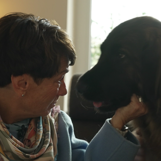 Sonja in Leonberg bei Leonberger Züchtern.