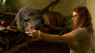 Im Heidelberger Zoo zeigen Tierpfleger, wie Tiere freiwillig Tricks trainieren.