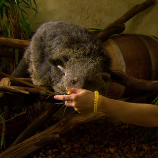 Im Heidelberger Zoo zeigen Tierpfleger, wie Tiere freiwillig Tricks trainieren.