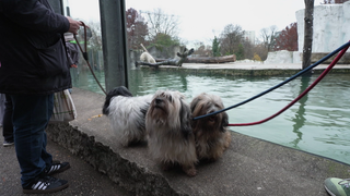 Hunde warten gespannt am Becken auf den jungen Eisbären Mika im Zoo Karlsruhe.