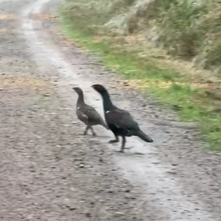 Zwei ausgewachsene Auerhuhn-Küken auf einem Waldweg.