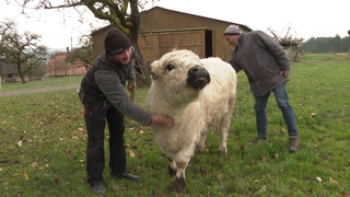 Jungbulle Leo steht mit zwei Männern auf der Weide.