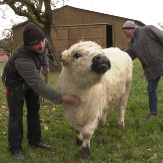 Jungbulle Leo steht mit zwei Männern auf der Weide.