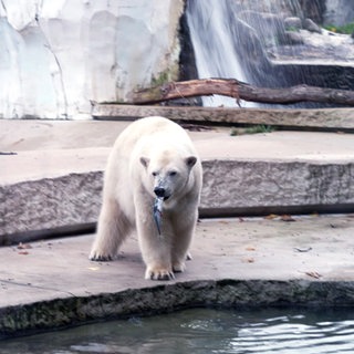 Eisbär Mika steht am Wasserbecken seines Geheges im Karlsruher Zoo und hat einen Fisch im Maul.