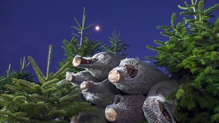 Weihnachtsbäume - einige davon gefällt und in Netzen verpackt. Im Hintergrund ist der Mond zu sehen.