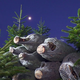 Weihnachtsbäume - einige davon gefällt und in Netzen verpackt. Im Hintergrund ist der Mond zu sehen.