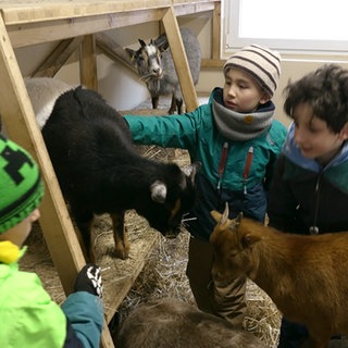 Kinder und Ziegen in einem Stall in Rulfingen. Das Projekt wird von der SWR Herzenssache unterstützt.
