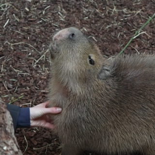 Capybara im Karlsruher Zoo genießt die Streicheleinheiten.