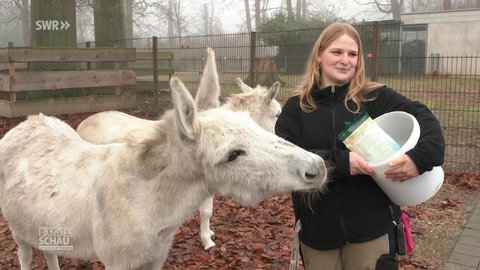 Eine junge Frau füttert zwei Esel