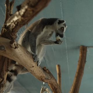 Ein Lemur sitzt auf einem Ast und frisst. 