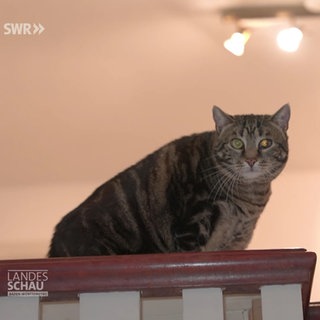 Katze sitzt auf einem Geländer