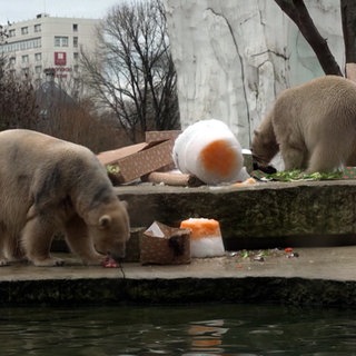 Eisbär Mika und seine Mutter bekommen Weihnachtsgeschenke