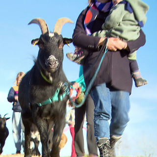Spaziergang mit Zwergziegen.