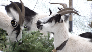 Ziegen essen nicht verkaufte Weihnachtsbäume.