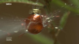 Traditionelles Christbaumkugelschießen