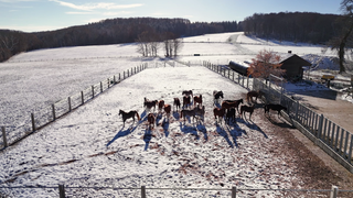 Das gestüt Marbach im Schnee.