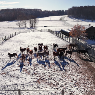 Das gestüt Marbach im Schnee.