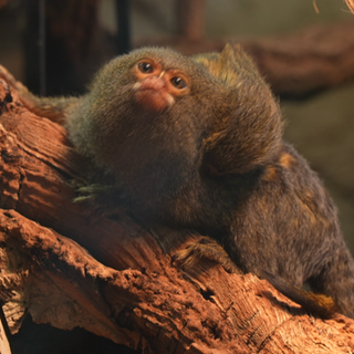 Ein Zwergseidenäffchen sitzt im Gehege der Wilhelma.