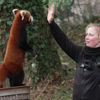 Tierpflegerin trainiert einen roten Panda im Zoo Karlsruhe