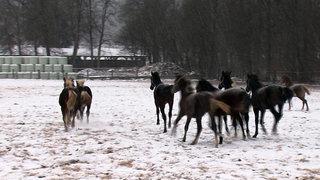 Winter im Gestüt Marbach: Die Pferde toben im Schnee.