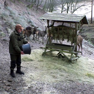 Amandus Zoister versorgt die Hirsche im Wildgehege Bad Herrenalb mit Futter. Er leert einen Eimer aus, an der Futterstelle stehen Hirsche.