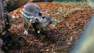 Paka im Karlsruher Zoo: Das Nagetier hat weiße Streifen und schaut neugierig in die Kamera.