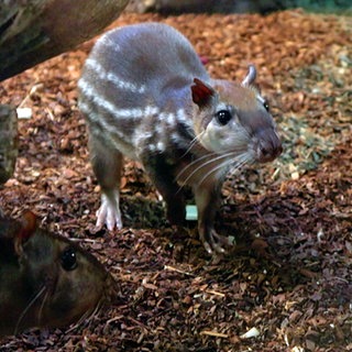 Paka im Karlsruher Zoo: Das Nagetier hat weiße Streifen und schaut neugierig in die Kamera.