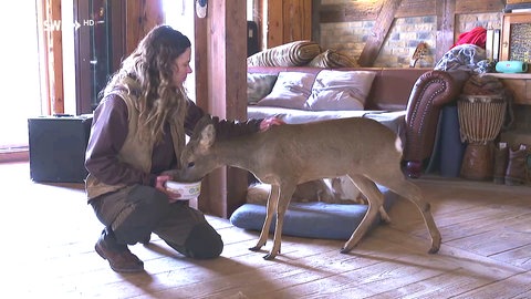 Rehkitz bei der Fütterung