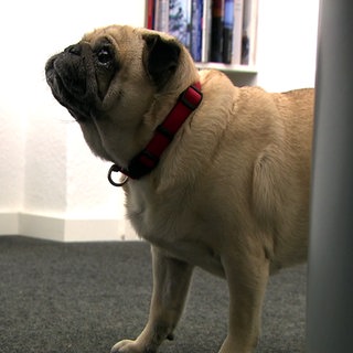 Mops Lotta steht neben einem Schreibtisch. Die Hündin darf mit ins Büro gehen.