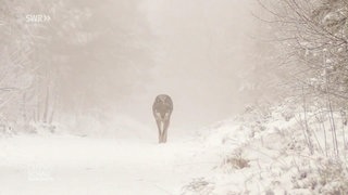 Wolf im Schnee
