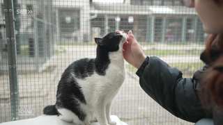 Katze im Tierheim Karlsruhe