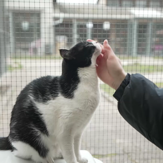 Katze im Tierheim Karlsruhe
