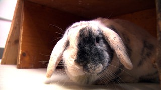 Kaninchen sitzt in einer Holzkiste