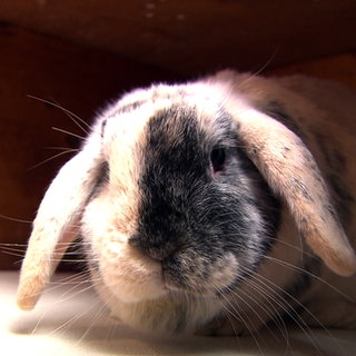 Kaninchen sitzt in einer Holzkiste