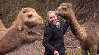 Eine Frau und drei Dromedare